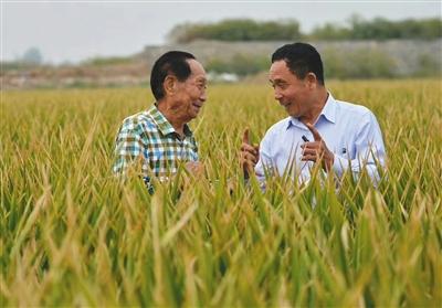 超級(jí)雜交水稻畝產(chǎn)破世界紀(jì)錄 種植前需做哪些工作？