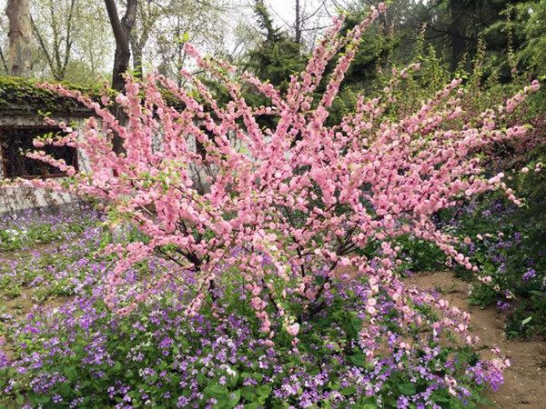 聊城花季開的什么花 園林專家?guī)ケ孀R
