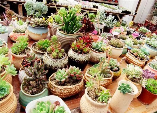 多肉植物毒害心臟？這些關(guān)于綠植的謠言騙了你多少年