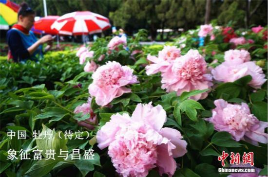 萬花叢中過，獨(dú)愛這一枝：你想知道的各國國花選美都在這！