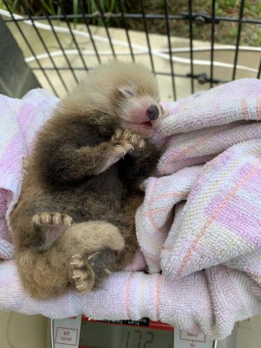 小熊貓幼崽接受稱重。(圖片來源：美國史密森尼國家動物園)