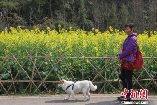 多個(gè)城市出臺(tái)養(yǎng)犬新政 縱犬、虐犬都將面臨重罰！