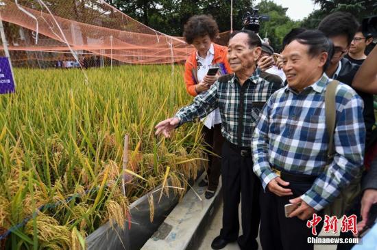 袁隆平團(tuán)隊(duì)又有好消息 長(zhǎng)江中游雙季稻畝產(chǎn)1365公斤
