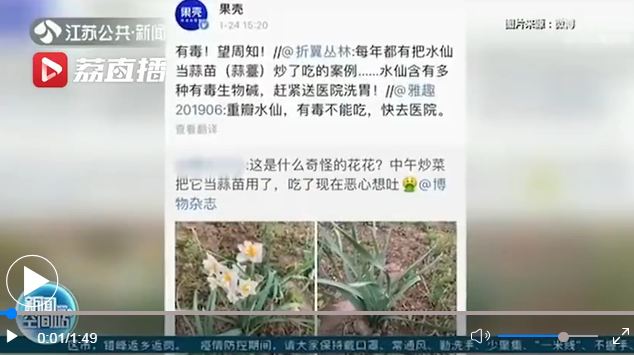 女子誤把水仙當蒜苗吃惡心嘔吐 專家：萬一誤食趕緊催吐！