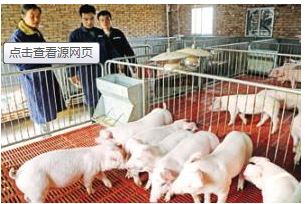 大學畢業(yè)后你會選擇去養(yǎng)豬嗎？研究生年薪18萬元起