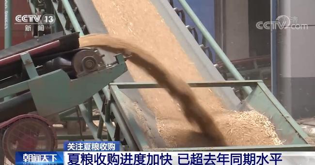 豐收啦！夏糧收購進度快 新糧“入住”智慧倉