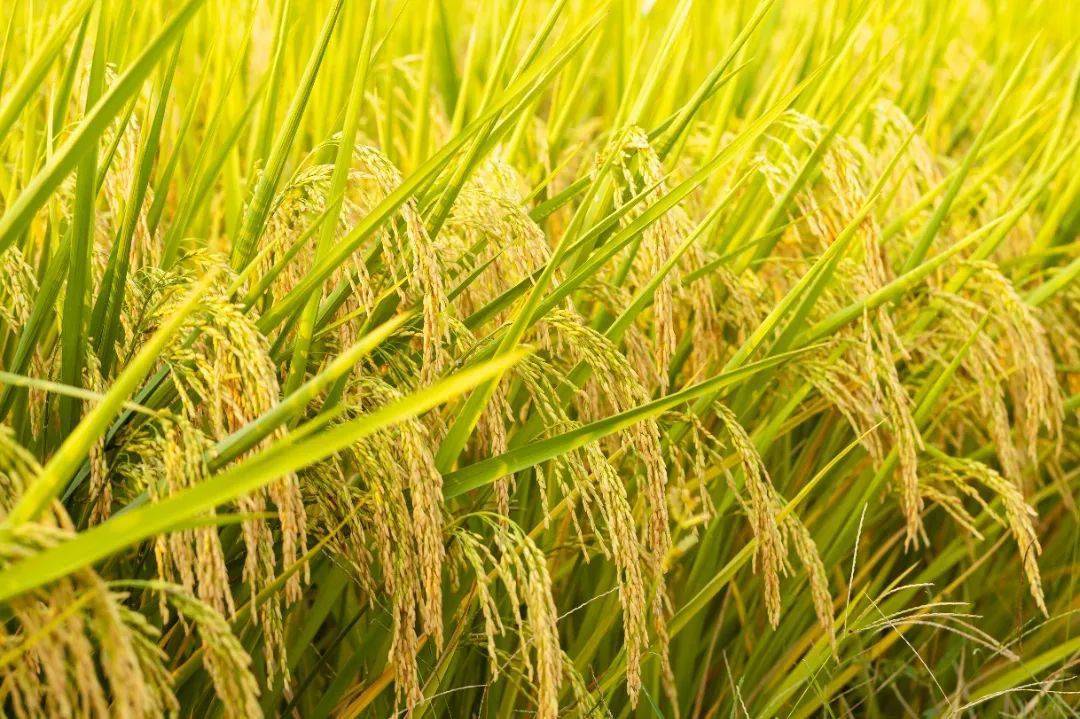 第四個(gè)中國農(nóng)民豐收節(jié)將至 豐收的田野是最美的畫卷