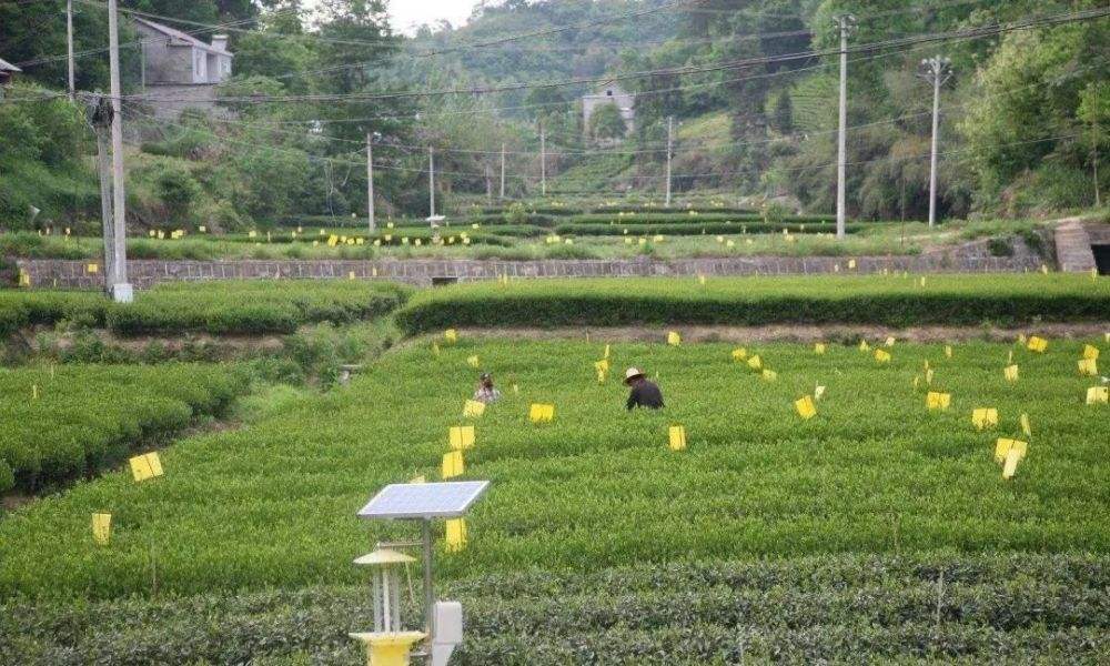 2022年重大病蟲(chóng)害呈重發(fā)態(tài)勢(shì) “蟲(chóng)口奪糧”須做好哪些事？