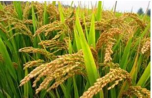 我國(guó)農(nóng)業(yè)植物新品種權(quán)申請(qǐng)量超5萬(wàn)件