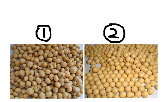 8年青春破譯大豆育種密碼