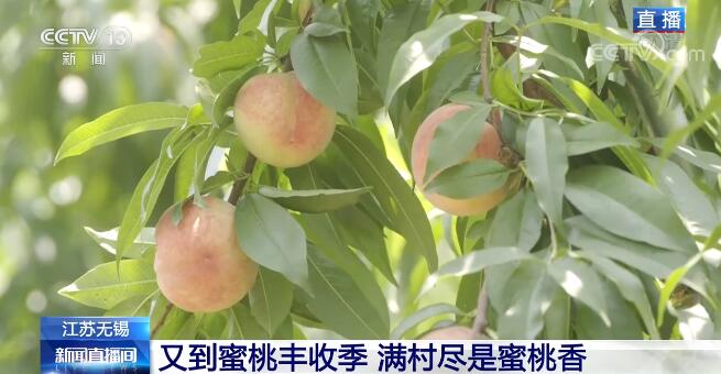 大國“糧”策 | 又到蜜桃豐收季 滿村盡是蜜桃香