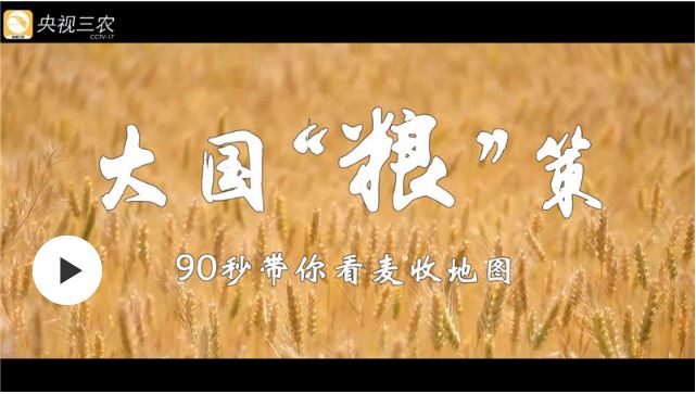 大國“糧”策 | 鄉(xiāng)聚麥田：90秒帶你看“麥?zhǔn)盏貓D”