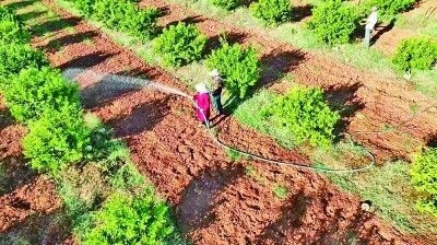 高溫干旱疊加 給農業(yè)帶來哪些挑戰(zhàn)