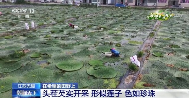 在希望的田野上 | 江蘇無錫：形似蓮子色如珍珠 頭茬芡實(shí)開采