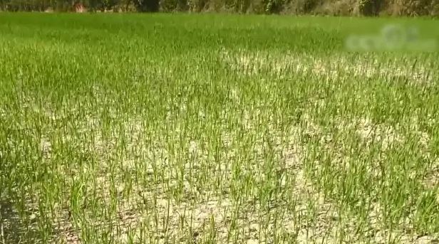 農業(yè)農村部：全力以赴抗高溫干旱打贏秋糧豐收保衛(wèi)戰(zhàn)