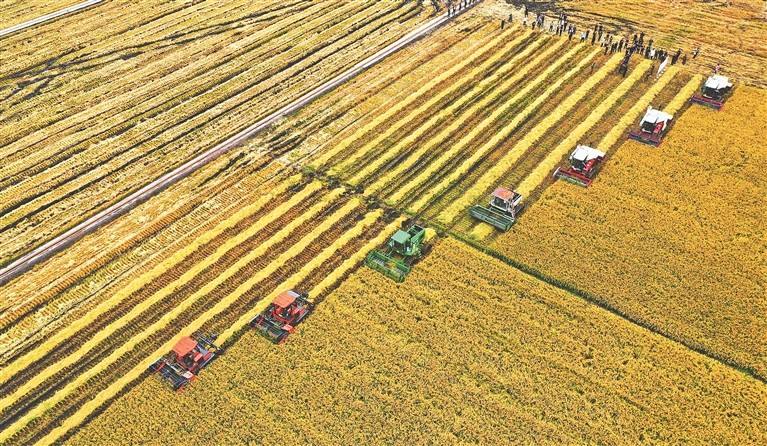 夏糧“十九連豐”后迎秋收 專項整治助中國飯碗端得更穩(wěn)