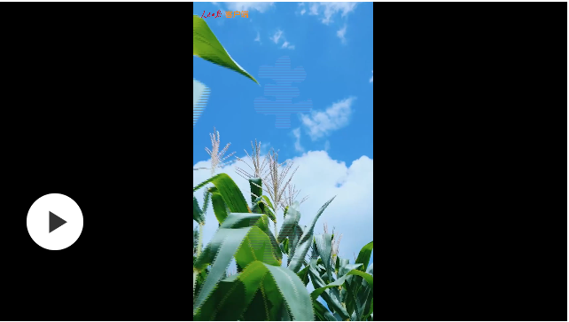 美到可以“洗眼睛”！第一視角感受中國豐收?qǐng)D景