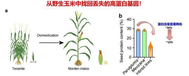我國科學家從野生玉米中找回“丟失”的高蛋白基因