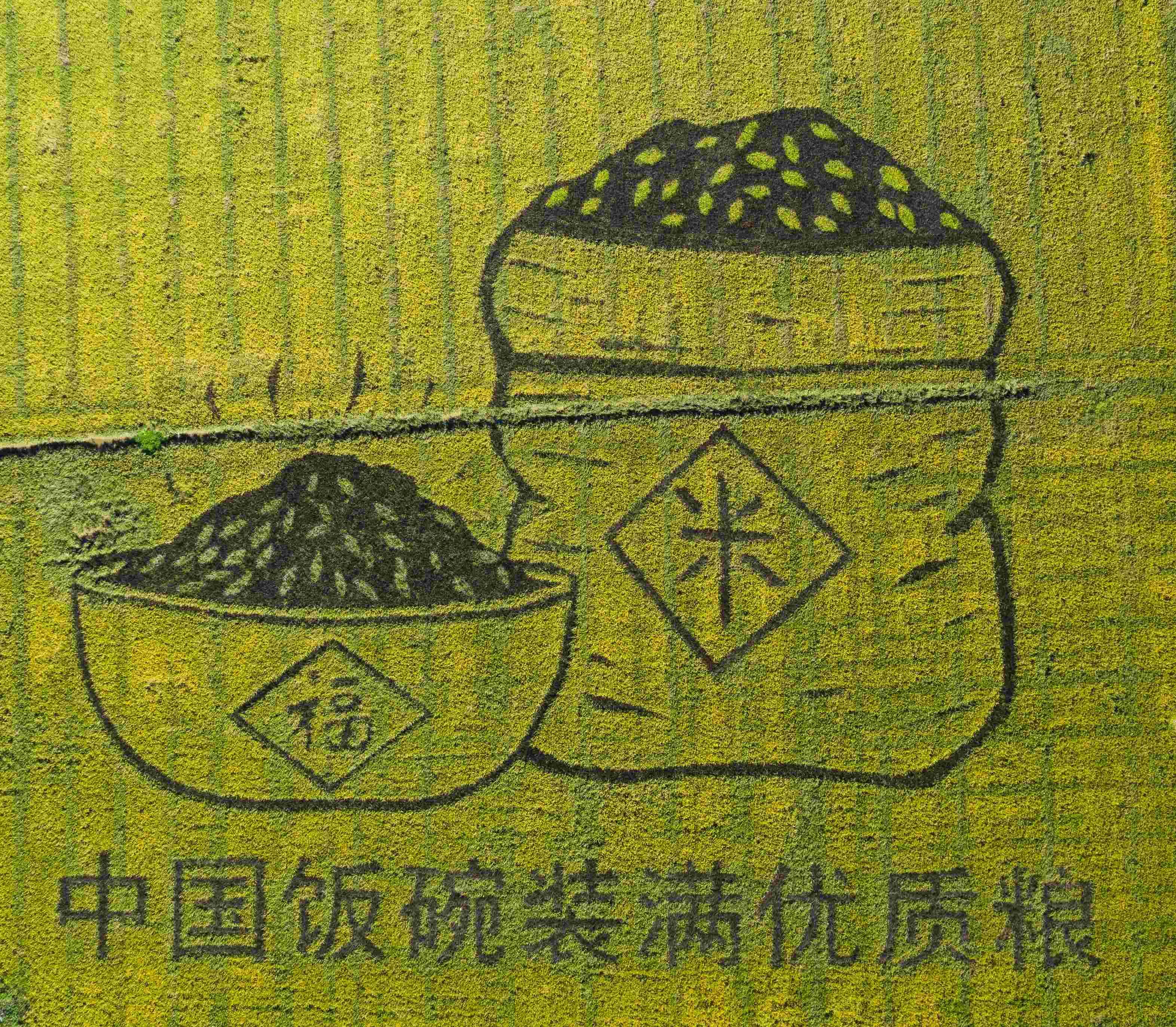 “中國飯碗”裝滿優(yōu)質(zhì)糧