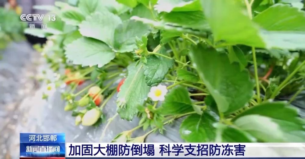 “菜籃子”量足價(jià)穩(wěn)！從田間到超市 多方發(fā)力保供穩(wěn)價(jià)