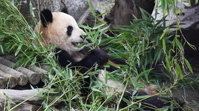 中國與西班牙開啟新一輪大熊貓保護合作研究