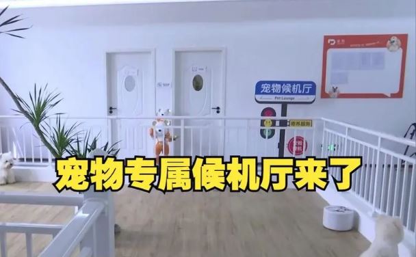 全國首家寵物候機(jī)廳啟用