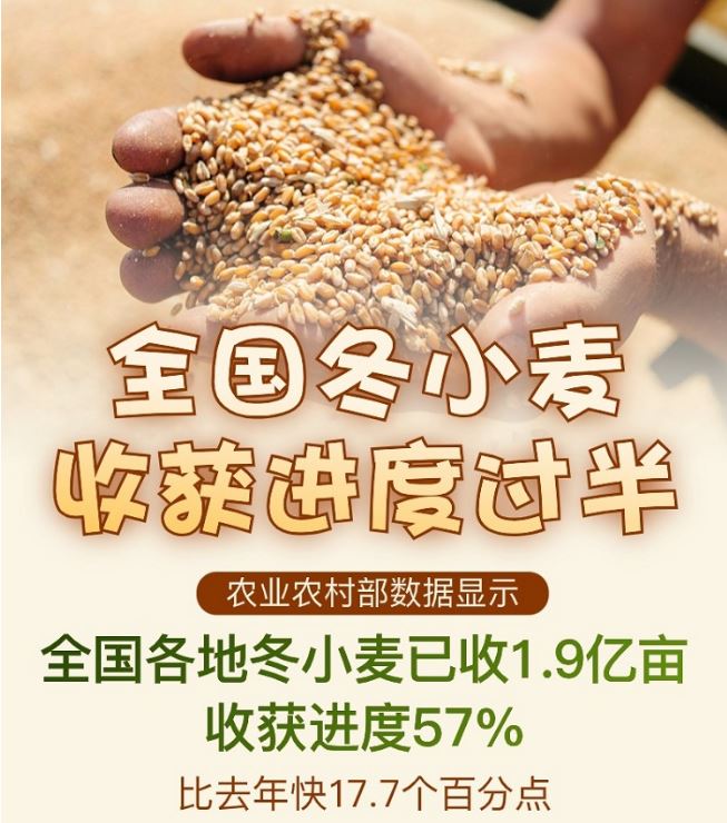 圖解｜全國(guó)冬小麥?zhǔn)斋@進(jìn)度過(guò)半