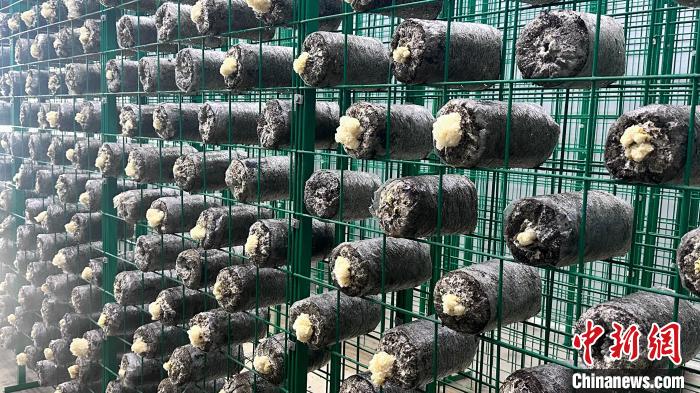 食用菌銀耳在西藏拉薩首次試種成功