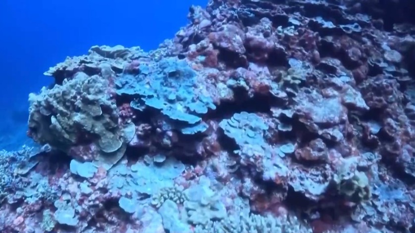 媲美大堡礁！黃巖島活珊瑚平均覆蓋度為28.6%