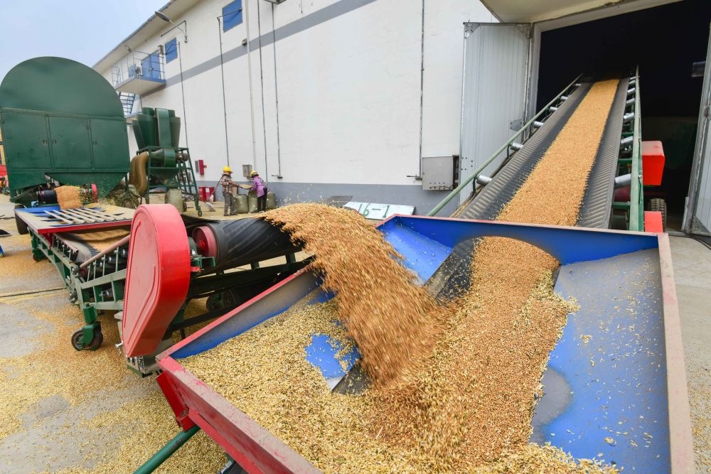 預計夏糧旺季收購量7000萬噸左右 儲備糧如何保質(zhì)保鮮