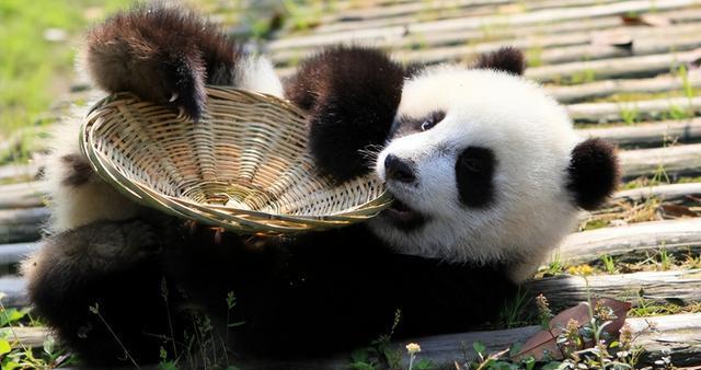 保護(hù)大熊貓 陜川甘三地法院簽署《環(huán)大熊貓國家公園司法協(xié)同保護(hù)協(xié)議》