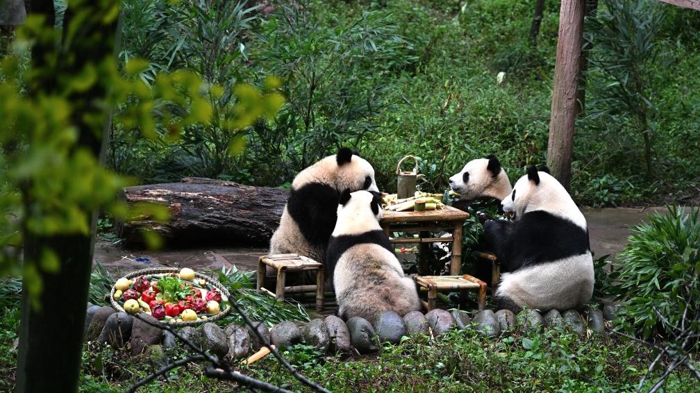 中國大熊貓保護(hù)研究中心：大熊貓“吃月餅”歡度中秋