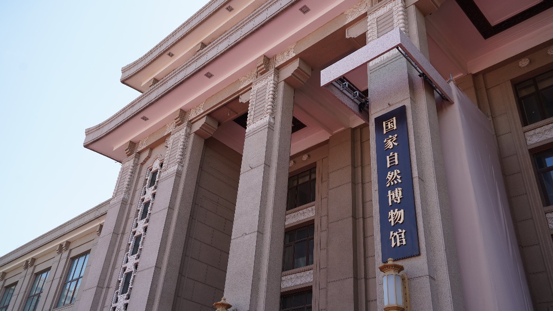 國家自然博物館新館計劃于2029年試運營 抹香鯨標本將亮相