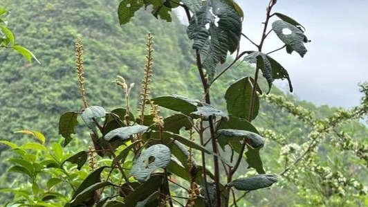 我國科研人員在貴州發(fā)現(xiàn)新物種