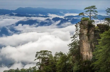 湖北神農(nóng)架林區(qū)陸生野生脊椎類動物增至710種
