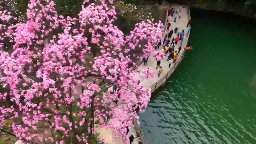 低空賞花爆火 走！一起打飛的賞花去