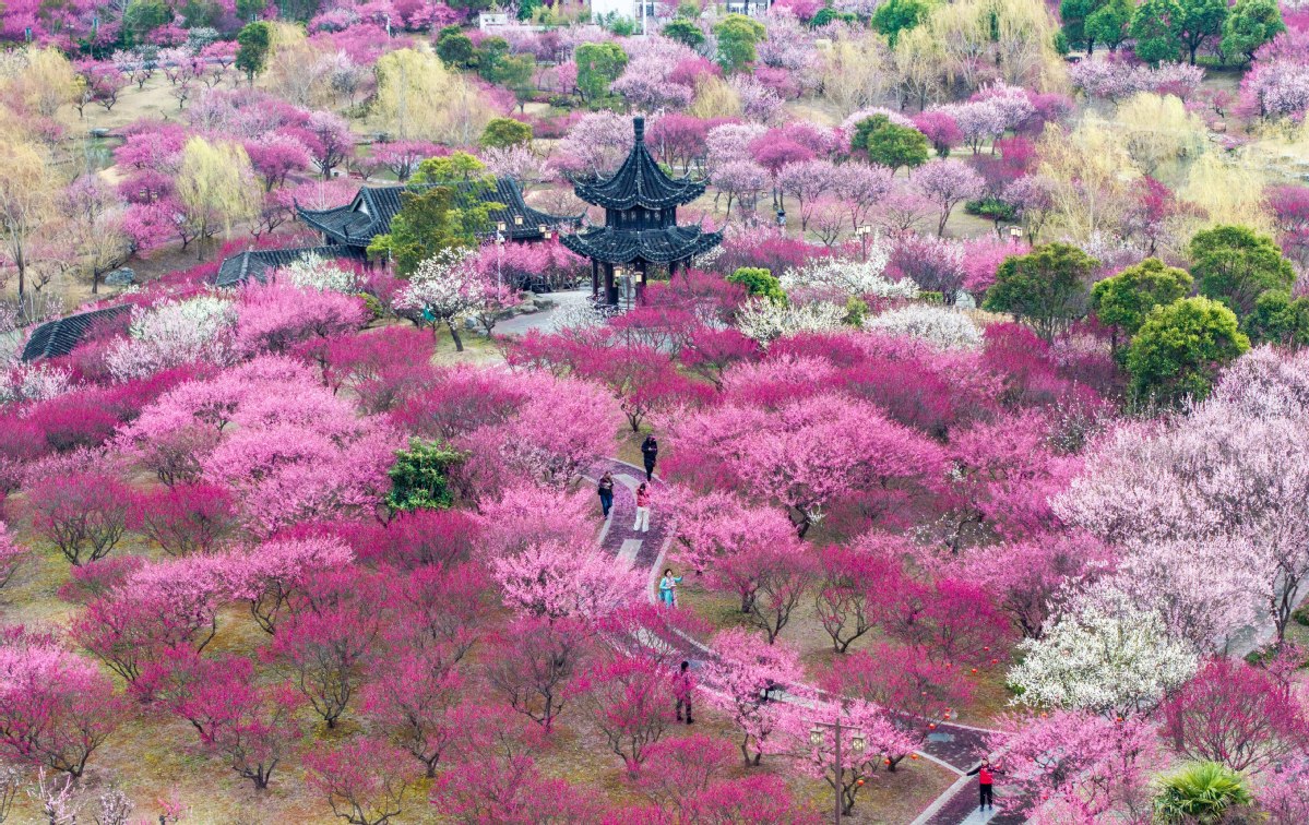 “顏值”變“產(chǎn)值” “賞花+”催動(dòng)文旅消費(fèi)活力