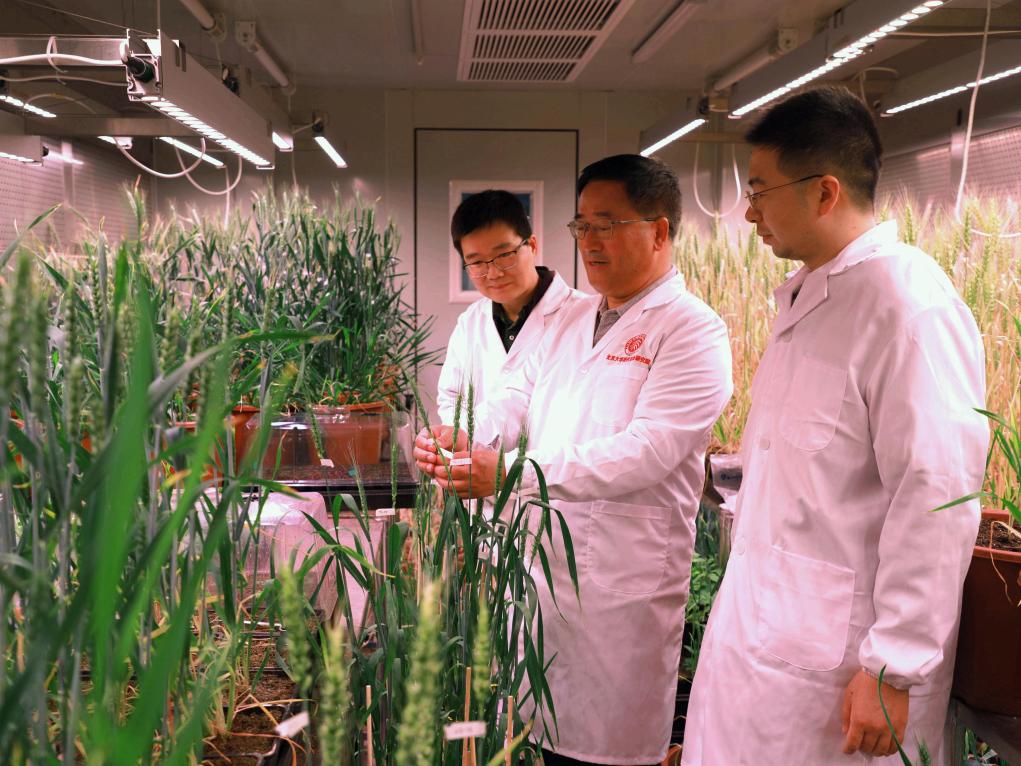 中國科學家成功“拼”出小麥完整基因組“拼圖”