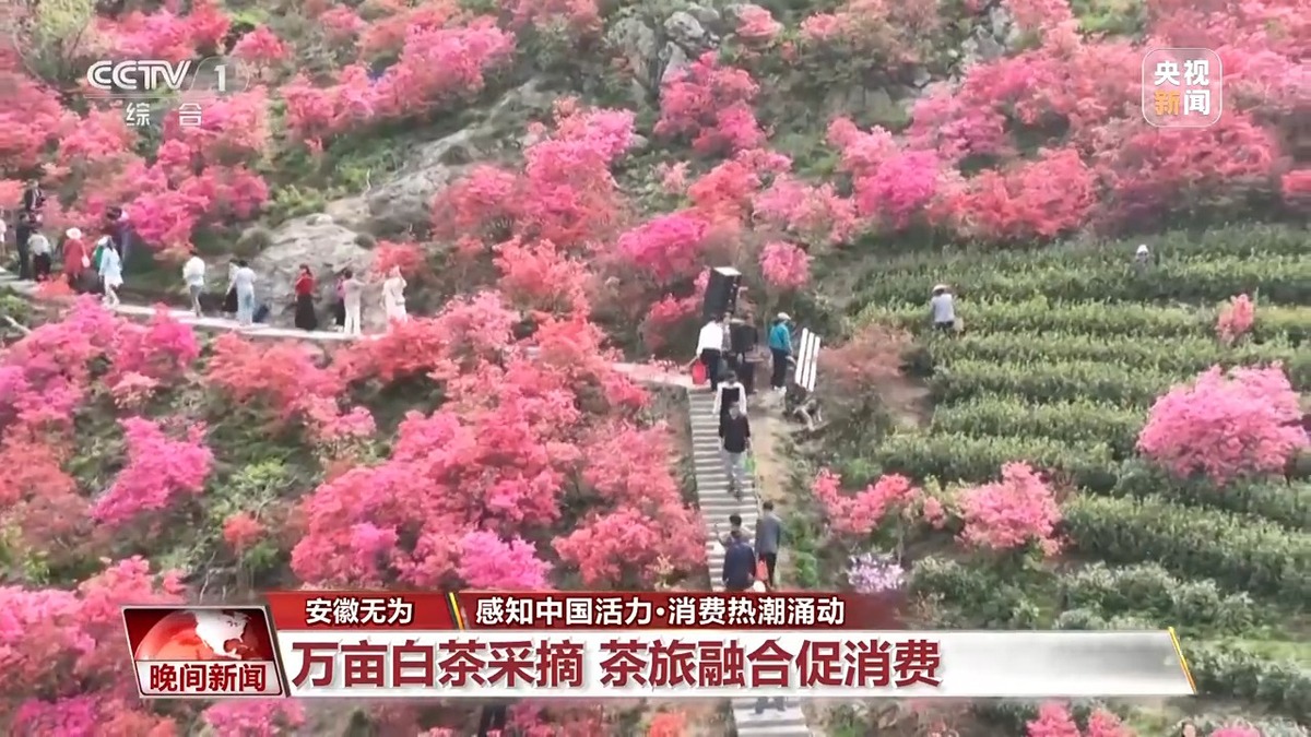 茶區(qū)變景區(qū)、森林開派對……消費場景“花樣”上新！